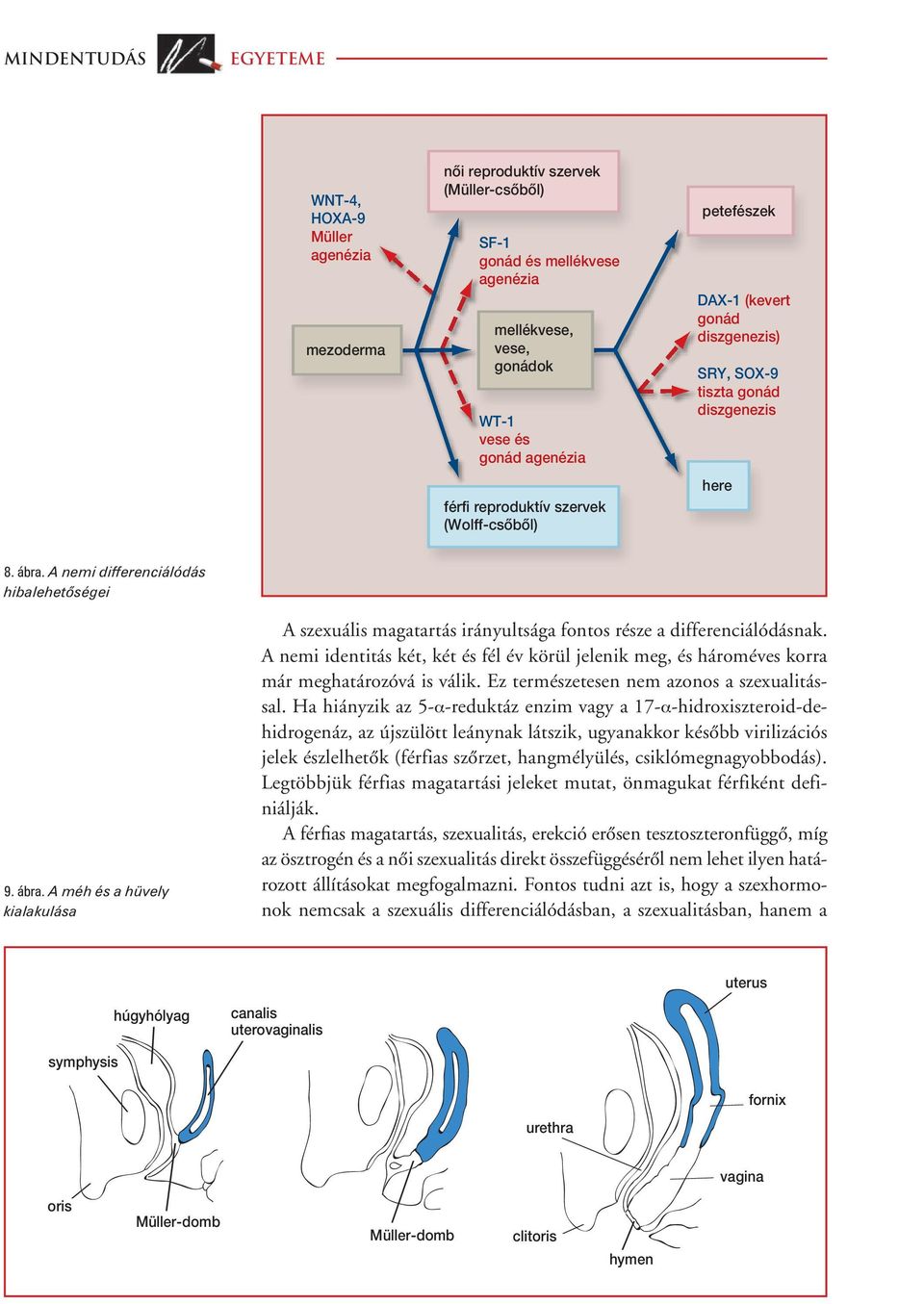 A nemi differenciálódás hibalehetôségei 9. ábra. A méh és a hüvely kialakulása A szexuális magatartás irányultsága fontos része a differenciálódásnak.