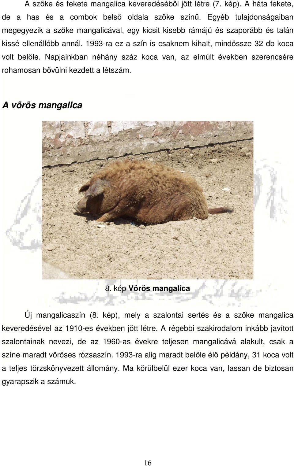 Napjainkban néhány száz koca van, az elmúlt években szerencsére rohamosan bővülni kezdett a létszám. A vörös mangalica 8. kép Vörös mangalica Új mangalicaszín (8.