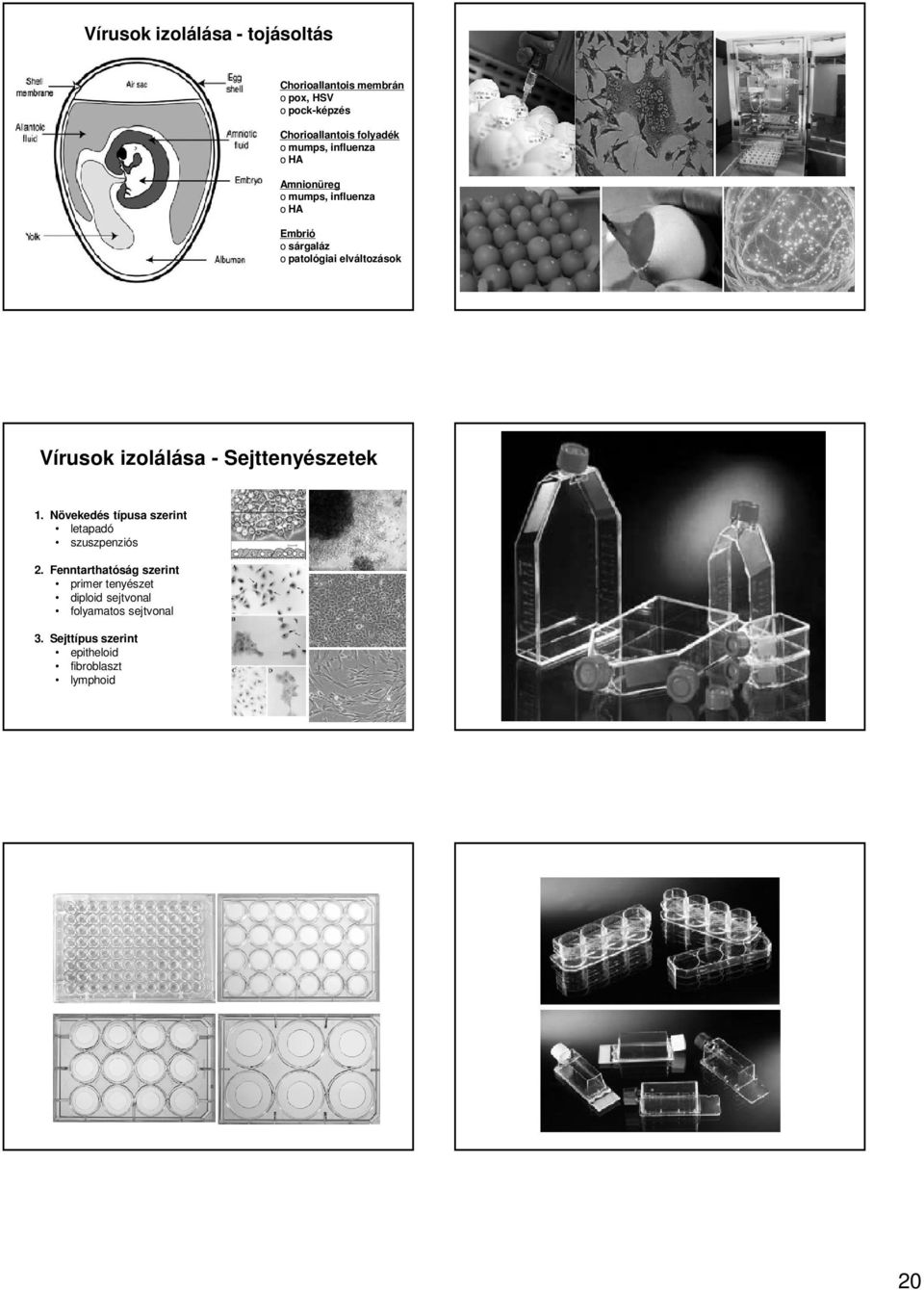 Vírusok izolálása - Sejttenyészetek 1. Növekedés típusa szerint letapadó szuszpenziós 2.