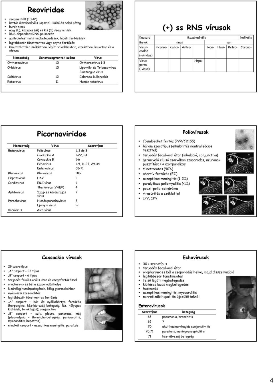 Orthoreovírus 1-3 Orbivirus 10 Lipovnik- és Tribecs-vírus Bluetongue vírus Coltivirus 12 Colorado-kullancsláz Rotavirus 11 Humán rotavírus (+) ss RNS vírusok Kapszid ikozahedrális helikális Burok