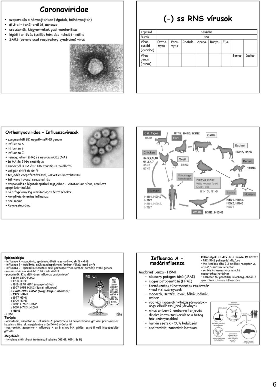 Orthomyxoviridae Influenzavírusok szegmentált (8) negatív ssrns genom influenza A influenza B influenza C hemagglutinin (HA) és neuraminidáz (NA) 16 HA és 9 NA szubtípus emberből 3 HA és 2 NA