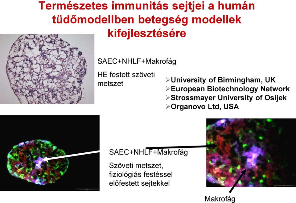 Birmingham, UK European Biotechnology Network Strossmayer University of Osijek