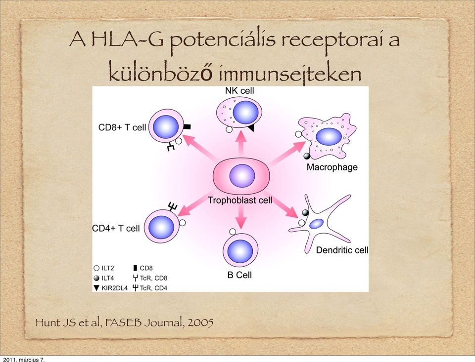 immunsejteken Hunt JS