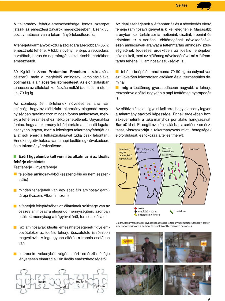 30 Kg-tól a Sano Protamino Premium alkalmazása célszerű, mely a megfelelő aminosav kombinációjával optimalizálja a hízósertés izomépítését.