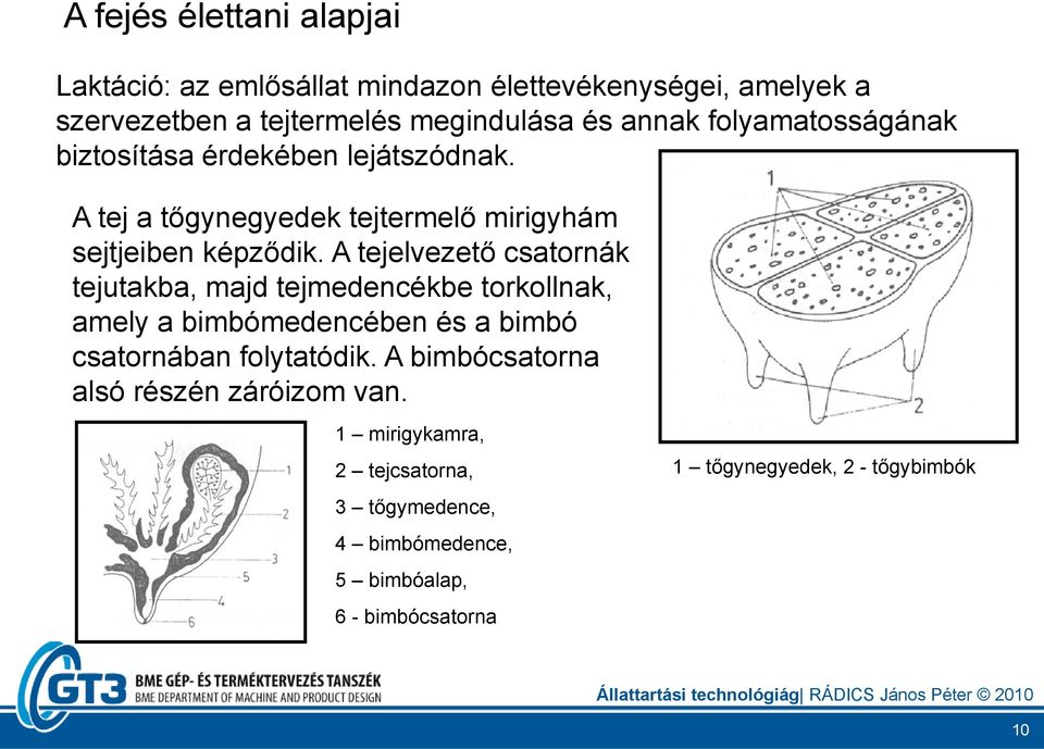 A tejelvezető csatornák tejutakba, majd tejmedencékbe torkollnak, amely a bimbómedencében és a bimbó csatornában folytatódik.