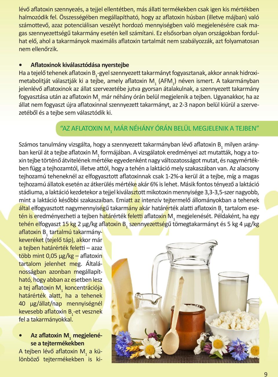 esetén kell számítani. Ez elsősorban olyan országokban fordulhat elő, ahol a takarmányok maximális aflatoxin tartalmát nem szabályozzák, azt folyamatosan nem ellenőrzik.