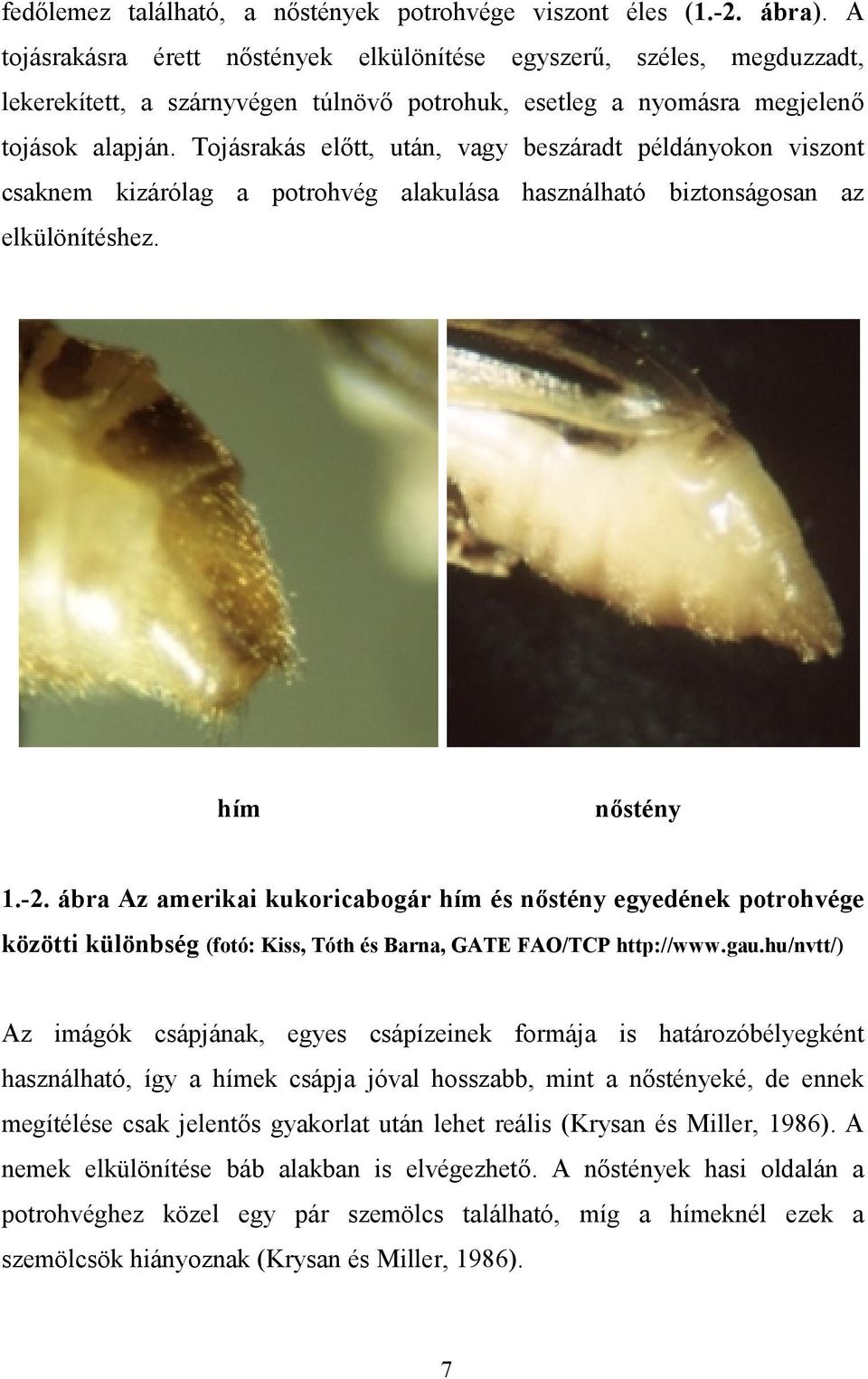 Tojásrakás előtt, után, vagy beszáradt példányokon viszont csaknem kizárólag a potrohvég alakulása használható biztonságosan az elkülönítéshez. hím nőstény 1.-2.