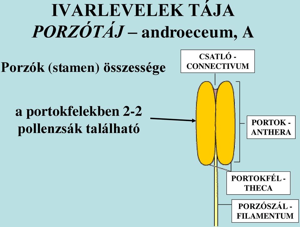 portokfelekben 2-2 pollenzsák található PORTOK