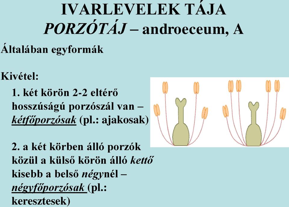 két körön 2-2 eltérő hosszúságú porzószál van kétfőporzósak (pl.