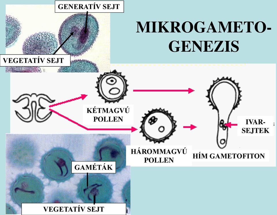 MIKROGAMETO- IVAR- SEJTEK GAMÉTÁK