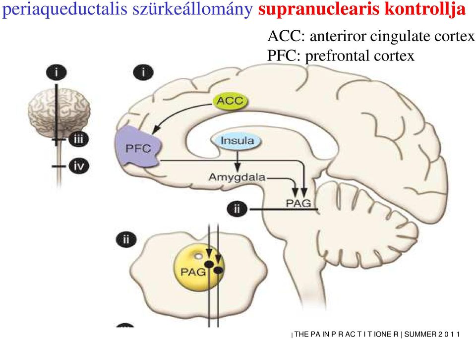 anteriror cingulate cortex PFC: