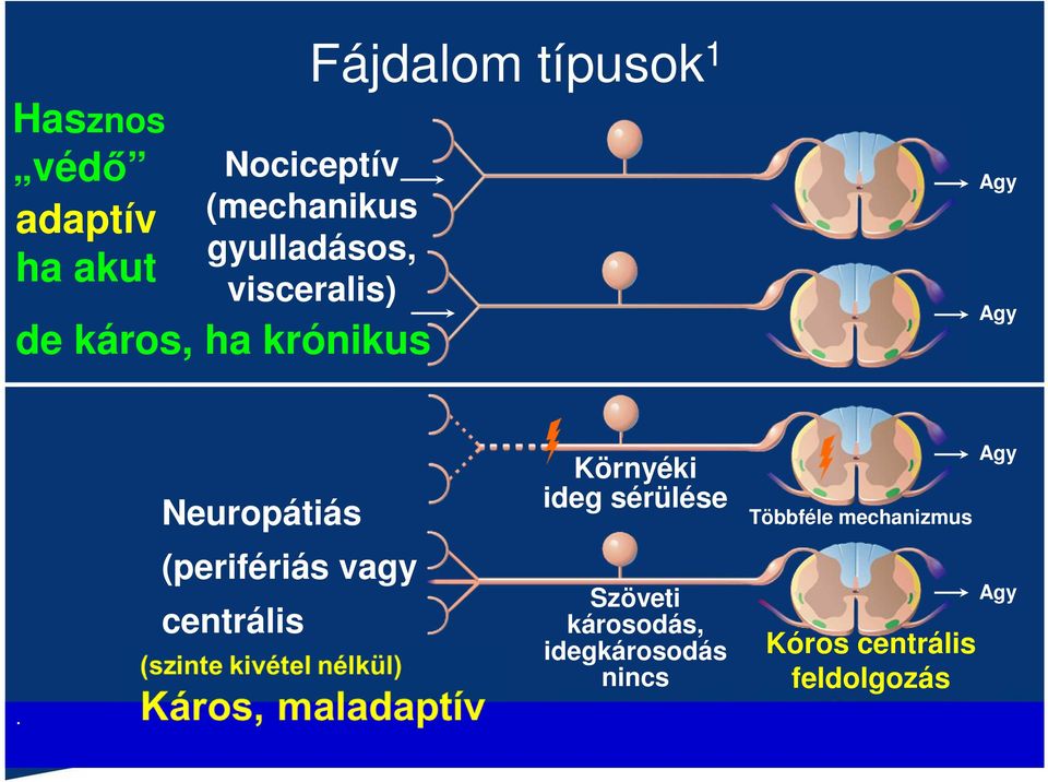 Neuropátiás (perifériás vagy centrális Környéki ideg sérülése Szöveti károsodás, idegkárosodás nincs