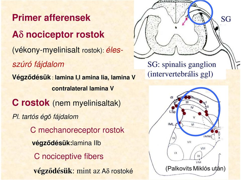 myelinisaltak) Pl.