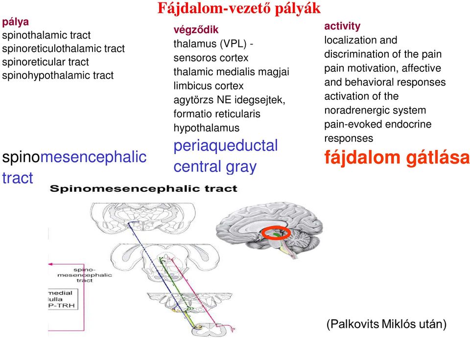 idegsejtek, formatio reticularis hypothalamus periaqueductal central gray activity localization and discrimination of the pain