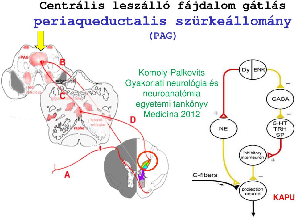 Komoly-Palkovits Gyakorlati neurológia és