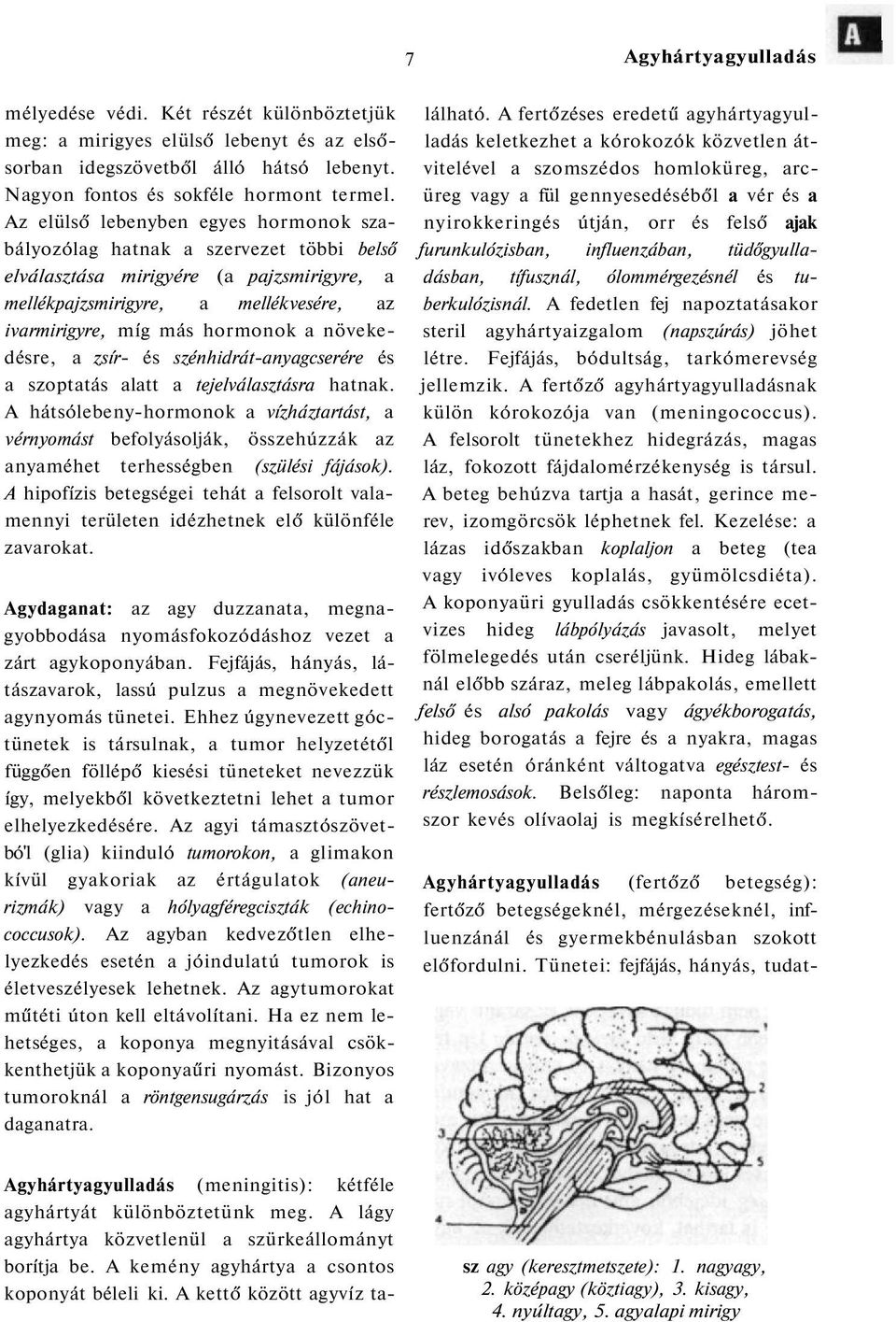 növekedésre, a zsír- és szénhidrát-anyagcserére és a szoptatás alatt a tejelválasztásra hatnak.