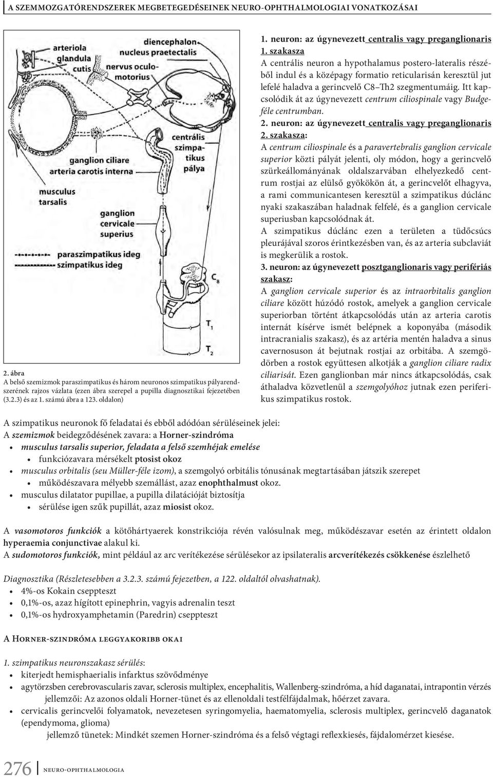 szakasza A centrális neuron a hypothalamus postero-lateralis részéből indul és a középagy formatio reticularisán keresztül jut lefelé haladva a gerincvelő C8 Th2 szegmentumáig.