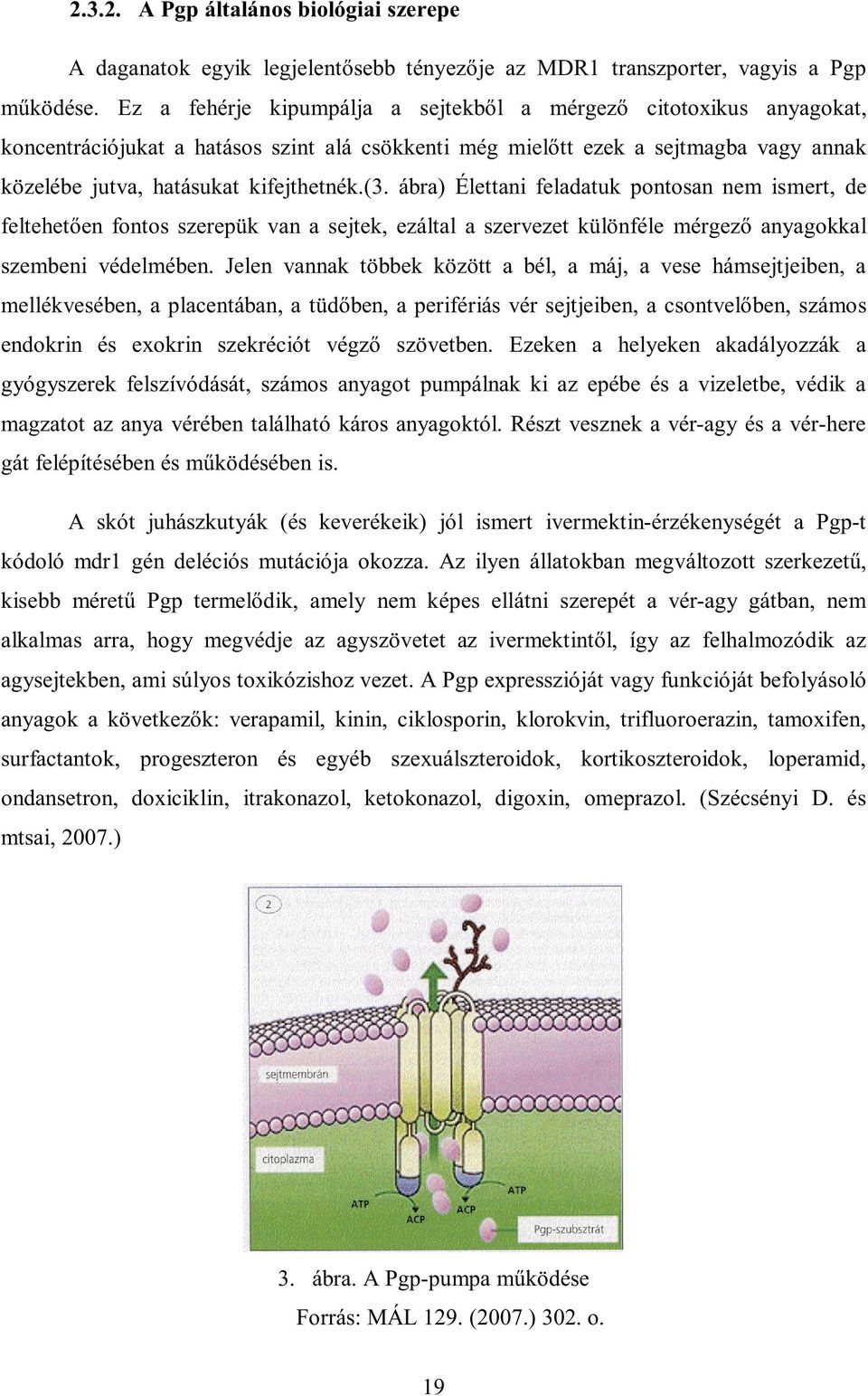 ábra) Élettani feladatuk pontosan nem ismert, de feltehetően fontos szerepük van a sejtek, ezáltal a szervezet különféle mérgező anyagokkal szembeni védelmében.