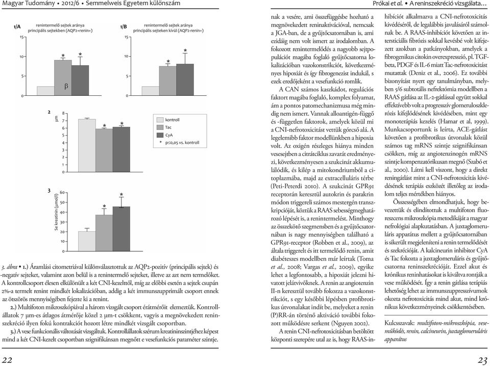 A kontrollcsoport élesen elkülönült a két CNI-kezelttől, míg az előbbi esetén a sejtek csupán 2%-a termelt renint mindkét lokalizációban, addig a két immunszupprimált csoport ennek az ötszörös