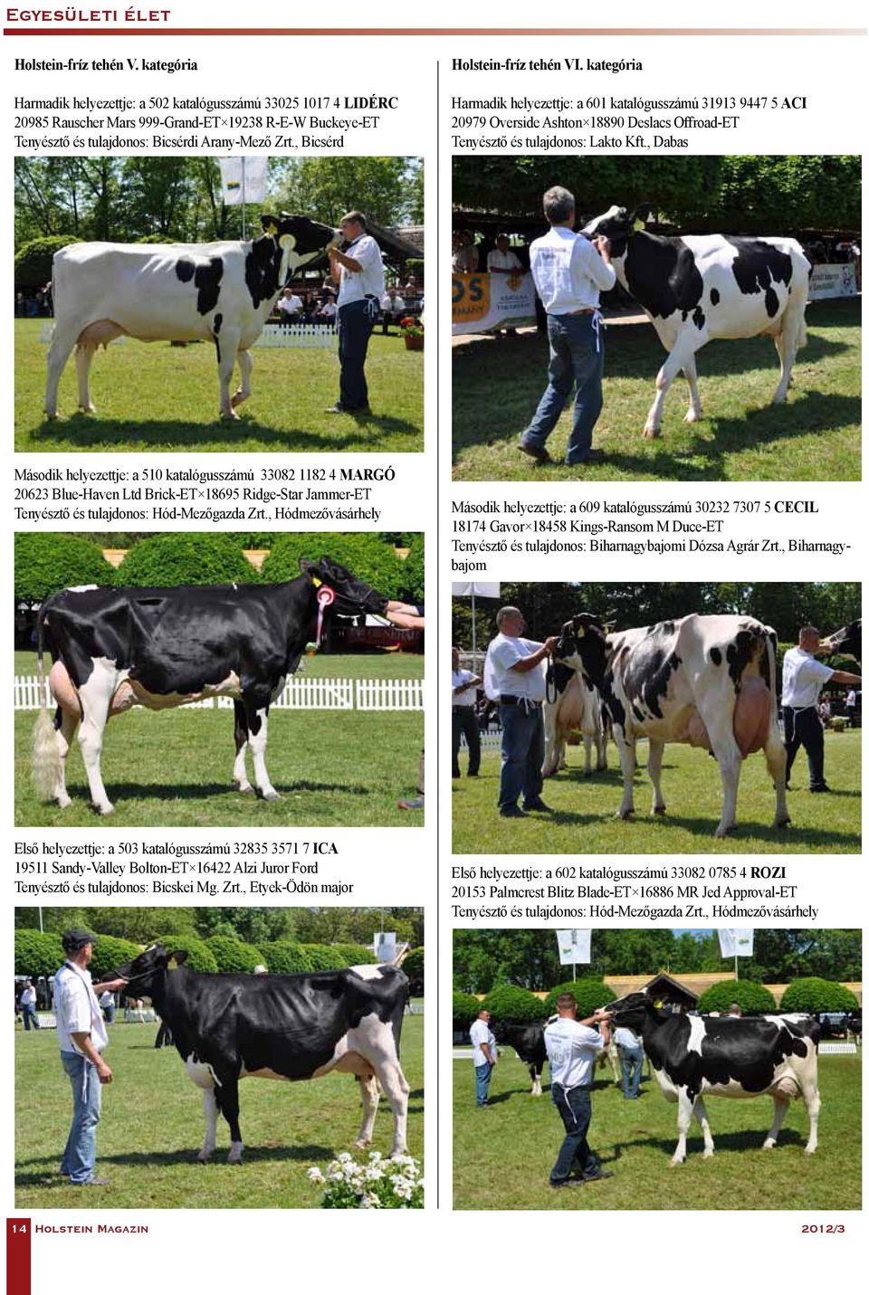 , Bicsérd Holstein-fríz tehén VI. kategória Harmadik helyezettje: a 601 katalógusszámú 31913 9447 5 ACI 20979 Overside Ashton 18890 Deslacs Offroad-ET Tenyésztő és tulajdonos: Lakto Kft.