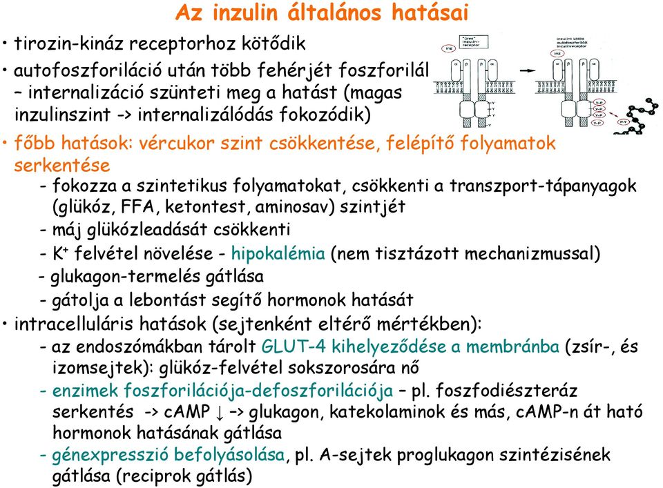 glükózleadását csökkenti - K + felvétel növelése - hipokalémia (nem tisztázott mechanizmussal) - glukagon-termelés gátlása - gátolja a lebontást segítı hormonok hatását intracelluláris hatások