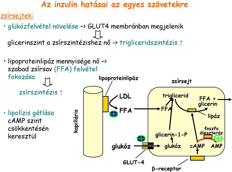 felvétel fokozása zsírszintézis lipolízis gátlása camp szint csökkentésén keresztül kapilláris lipoproteinlipáz