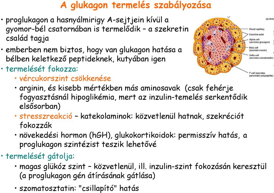 inzulin-temelés serkentıdik elsısorban) stresszreakció katekolaminok: közvetlenül hatnak, szekréciót fokozzák növekedési hormon (hgh), glukokortikoidok: permisszív hatás, a proglukagon