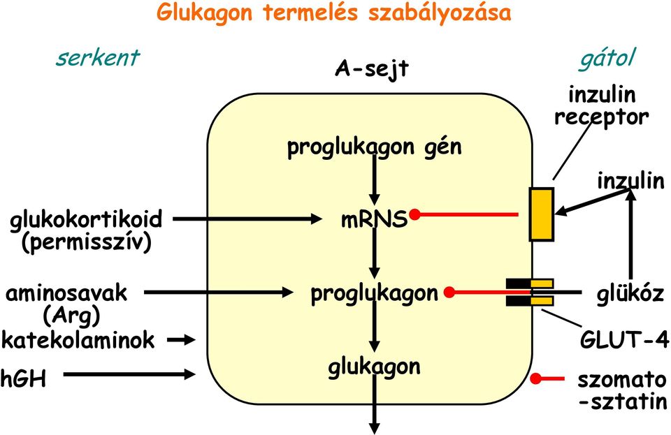 serkent A-sejt proglukagon gén mrns proglukagon