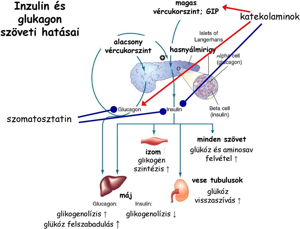 glikogén szintézis minden szövet glükóz és aminosav felvétel vese