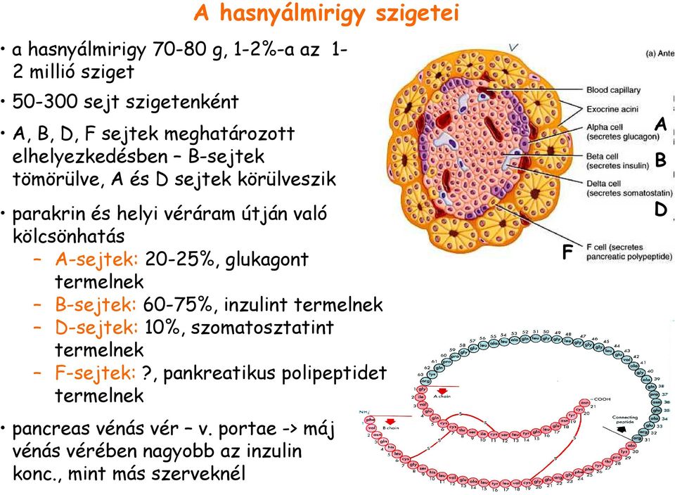 A-sejtek: 20-25%, glukagont termelnek B-sejtek: 60-75%, inzulint termelnek D-sejtek: 10%, szomatosztatint termelnek F-sejtek:?