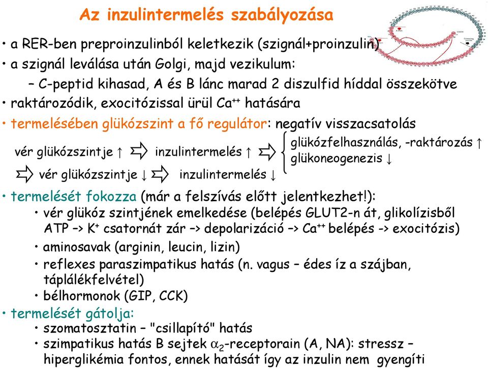 glükózfelhasználás, -raktározás glükoneogenezis termelését fokozza (már a felszívás elıtt jelentkezhet!