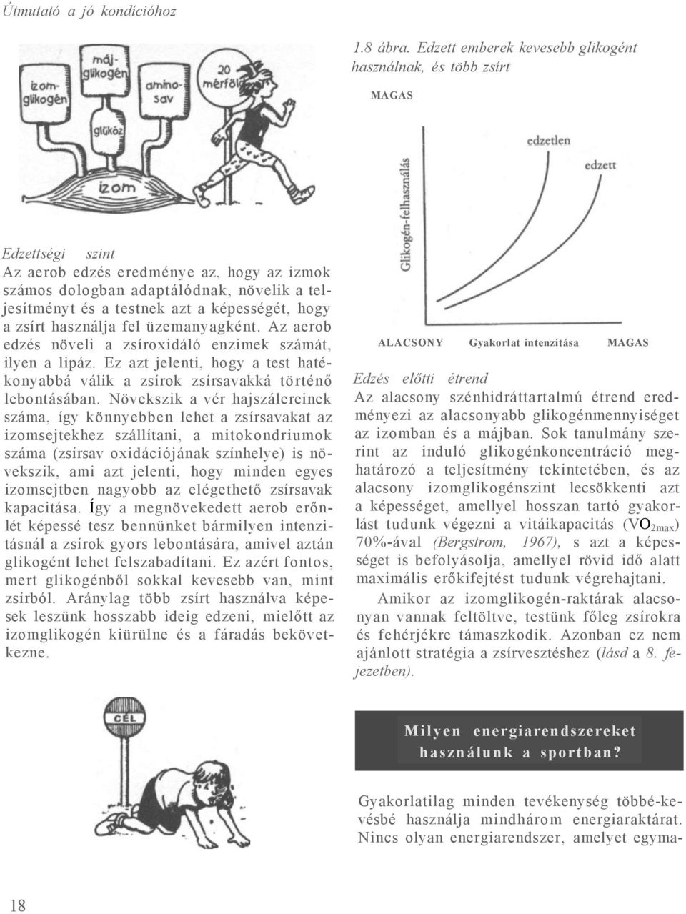 képességét, hogy a zsírt használja fel üzemanyagként. Az aerob edzés növeli a zsíroxidáló enzimek számát, ilyen a lipáz.