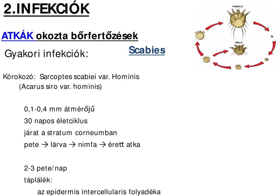 hominis) 0,1-0,4 mm átmér 30 napos életciklus járat a stratum