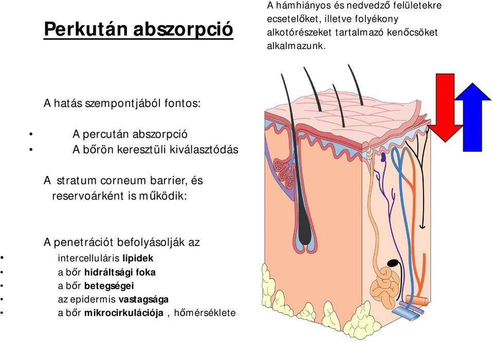 A hatás szempontjából fontos: A percután abszorpció A b rön keresztüli kiválasztódás A stratum corneum