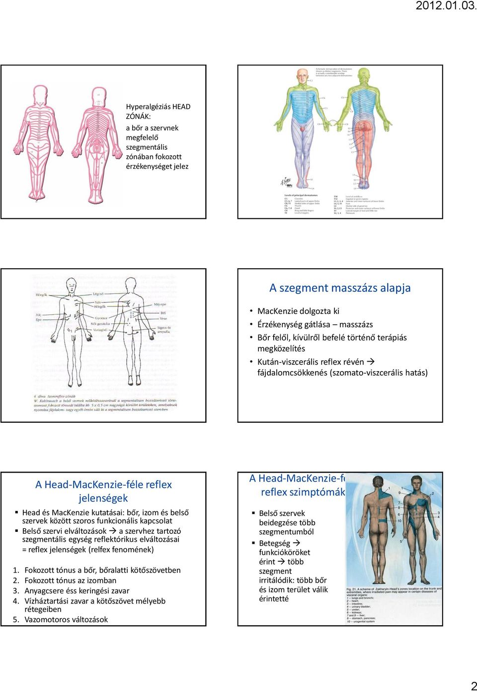 izom és belső szervek között szoros funkcionális kapcsolat Belső szervi elváltozások a szervhez tartozó szegmentális egység reflektórikus elváltozásai = reflex jelenségek (relfex fenomének) 1.