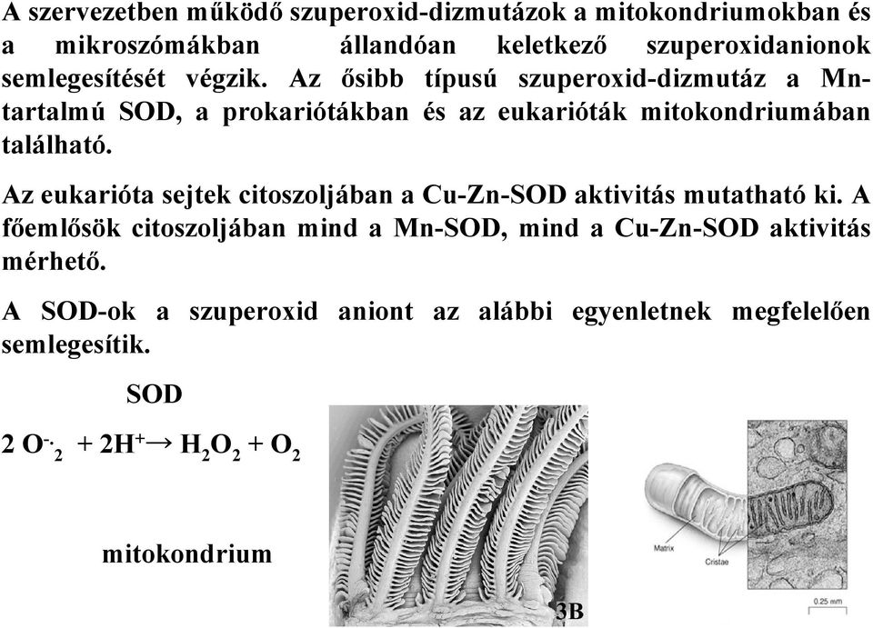 Az ısibb típusú szuperoxid-dizmutáz a Mntartalmú SOD, a prokariótákban és az eukarióták mitokondriumában található.