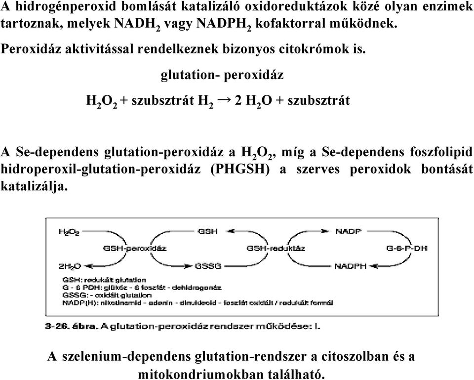 glutation- peroxidáz H 2 O 2 + szubsztrát H 2 2 H 2 O + szubsztrát A Se-dependens glutation-peroxidáz a H 2 O 2, míg a