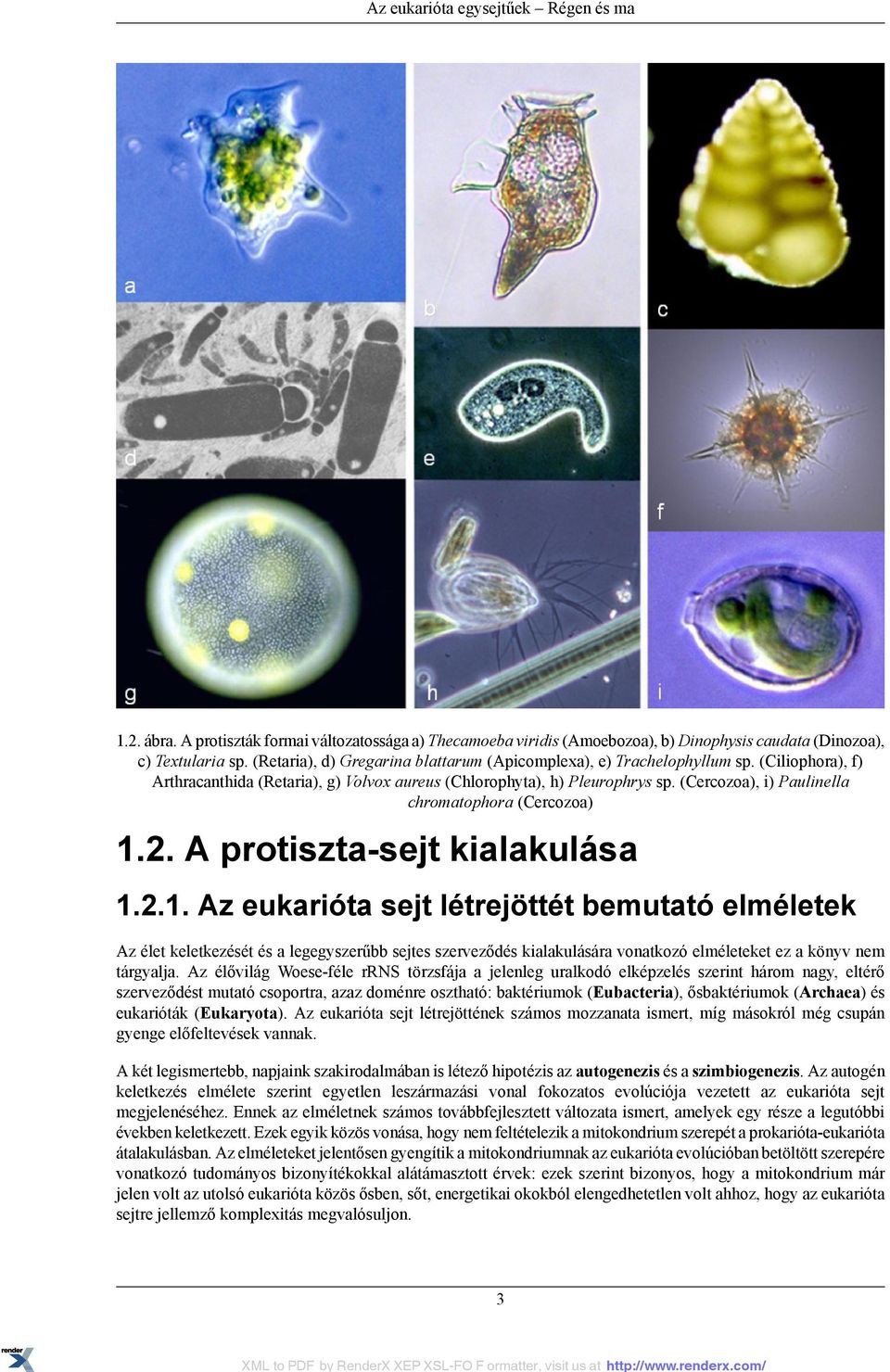 (Cercozoa), i) Paulinella chromatophora (Cercozoa) 1.