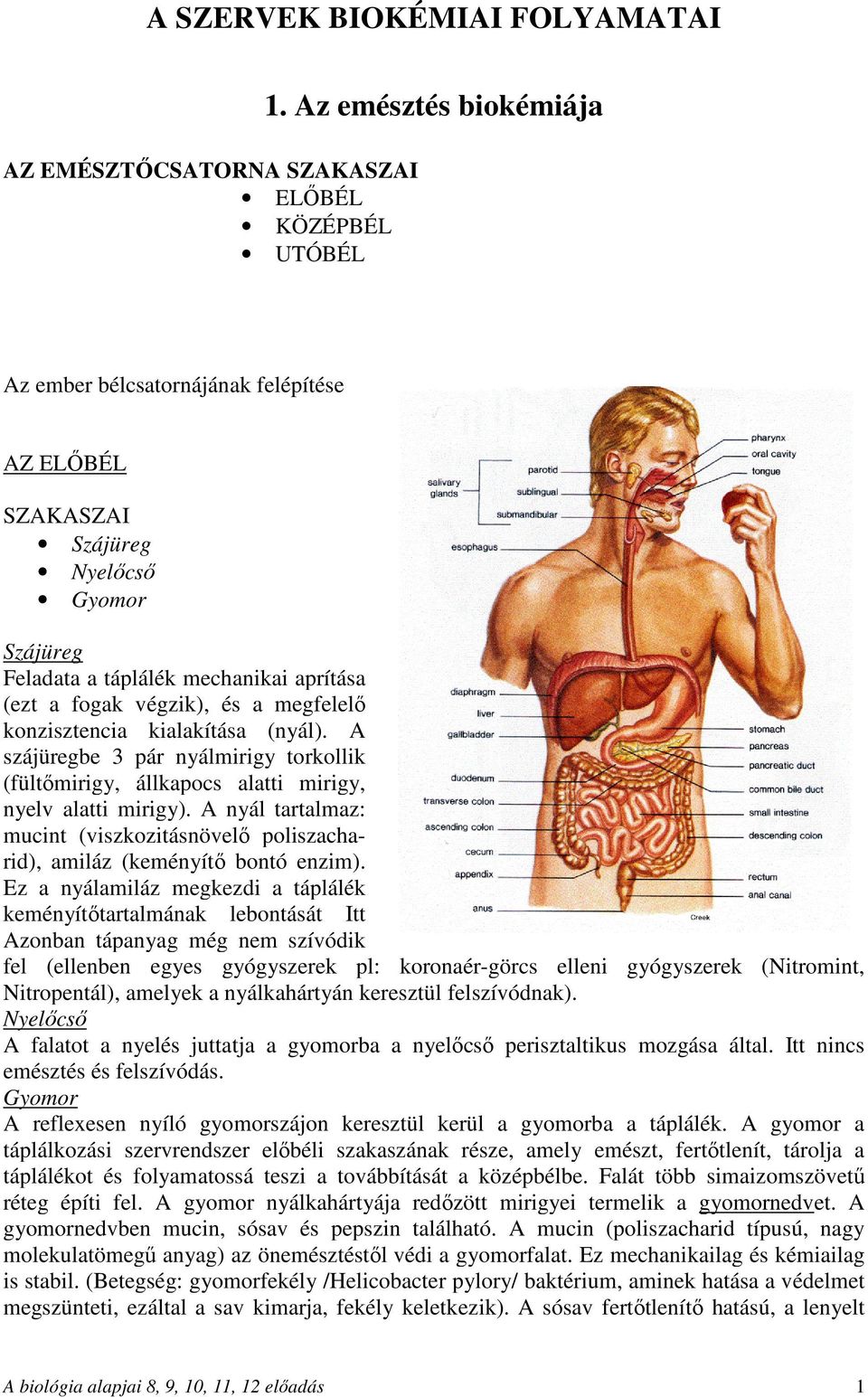 konzisztencia kialakítása (nyál). A szájüregbe 3 pár nyálmirigy torkollik (fültőmirigy, állkapocs alatti mirigy, nyelv alatti mirigy).