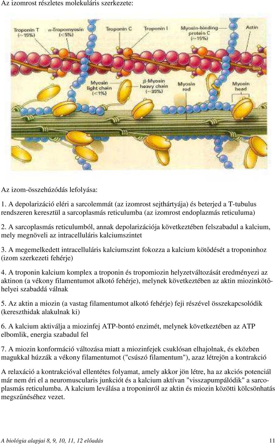 A sarcoplasmás reticulumból, annak depolarizációja következtében felszabadul a kalcium, mely megnöveli az intracelluláris kalciumszintet 3.