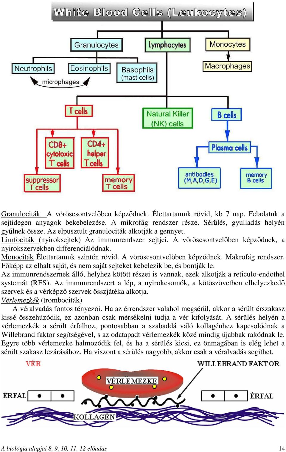 Monociták Élettartamuk szintén rövid. A vöröscsontvelőben képződnek. Makrofág rendszer. Főképp az elhalt saját, és nem saját sejteket kebelezik be, és bontják le.