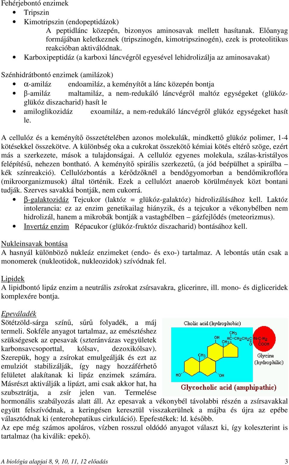 Karboxipeptidáz (a karboxi láncvégről egyesével lehidrolizálja az aminosavakat) Szénhidrátbontó enzimek (amilázok) α-amiláz endoamiláz, a keményítőt a lánc közepén bontja β-amiláz maltamiláz, a