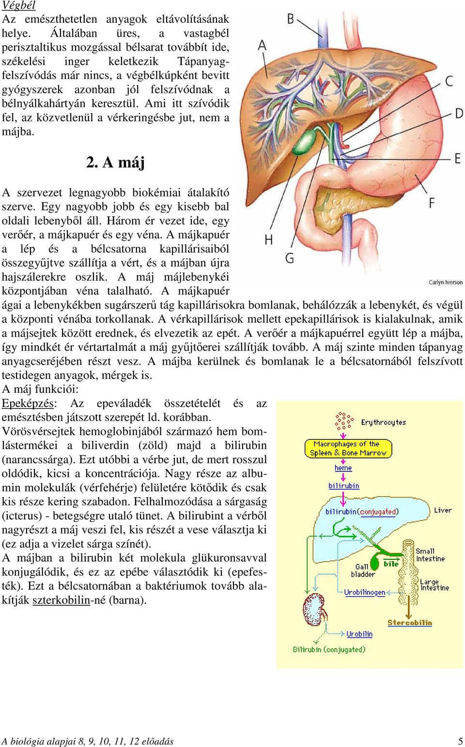 bélnyálkahártyán keresztül. Ami itt szívódik fel, az közvetlenül a vérkeringésbe jut, nem a májba. 2. A máj A szervezet legnagyobb biokémiai átalakító szerve.