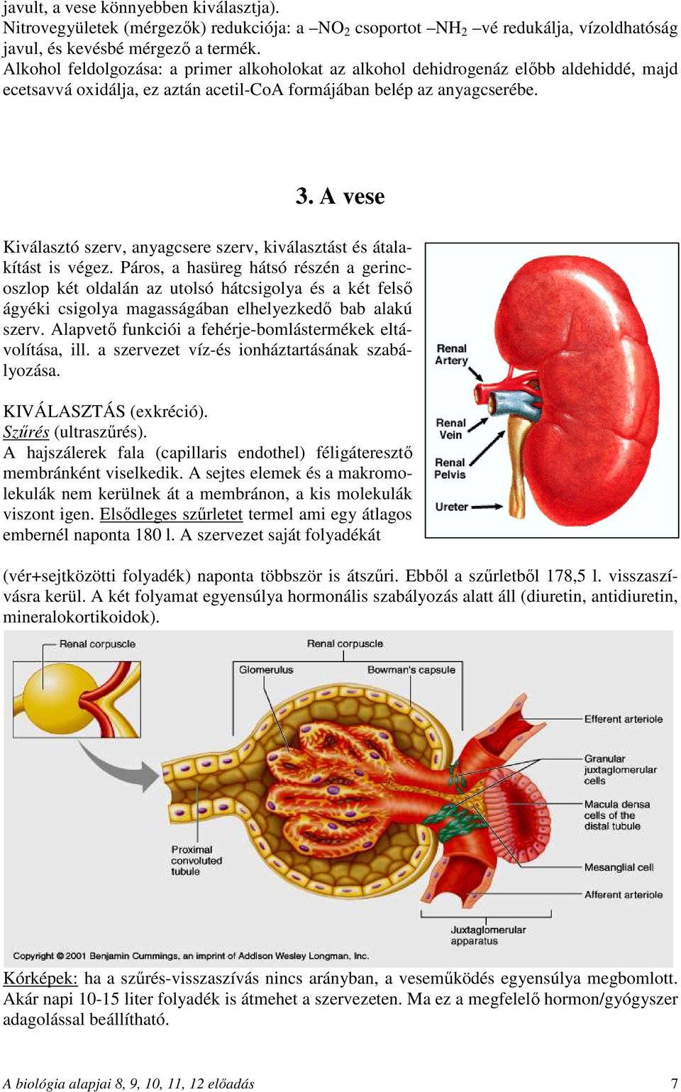 A vese Kiválasztó szerv, anyagcsere szerv, kiválasztást és átalakítást is végez.