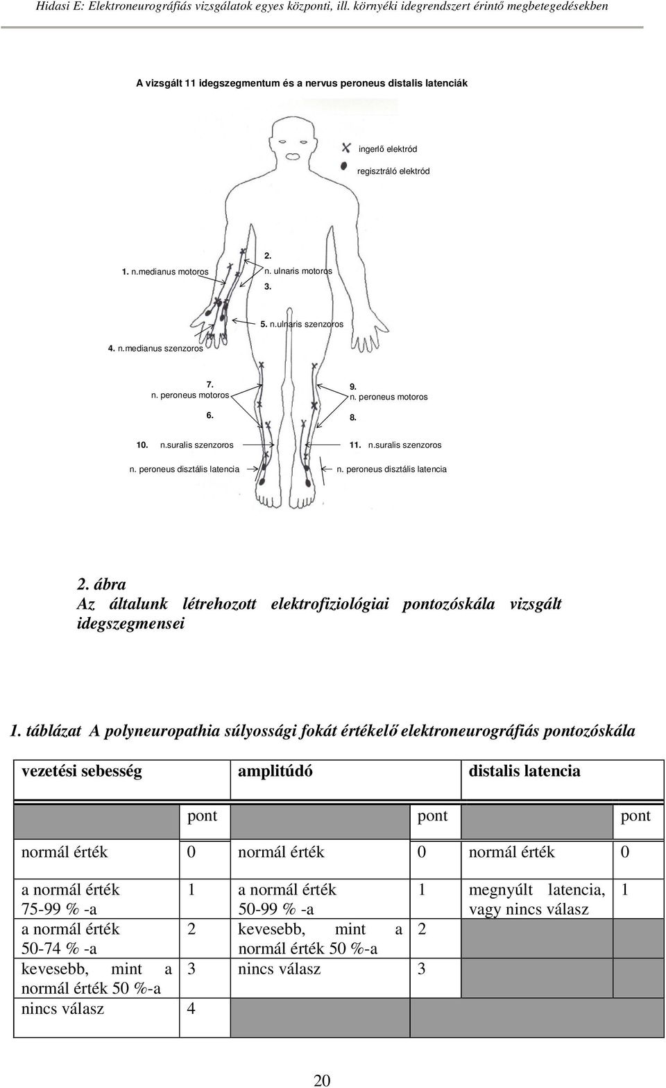 ábra Az általunk létrehozott elektrofiziológiai pontozóskála vizsgált idegszegmensei 1.