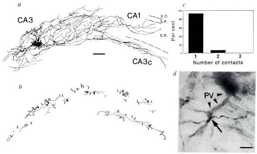 A hippokampusz CA3 piramissejtjei egyszeres szinaptikus kapcsolatokon keresztül