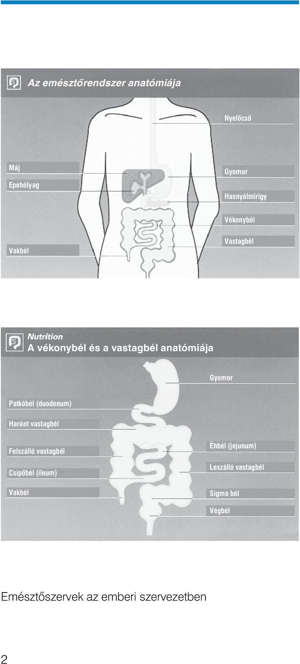 Patkóbél (duodenum) Haránt vastagbél Felszálló vastagbél Csípôbél (ileum)