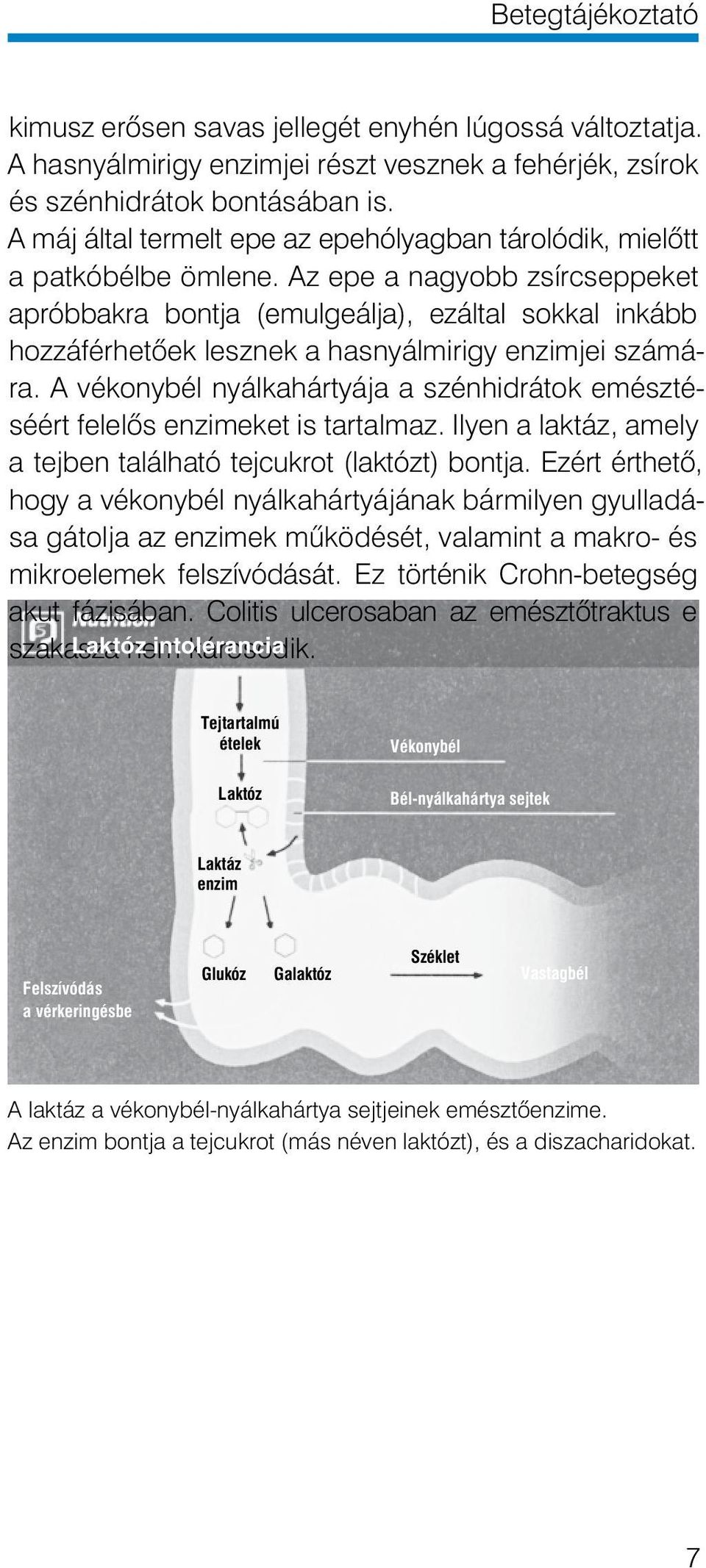 Az epe a nagyobb zsírcseppeket apróbbakra bontja (emulgeálja), ezáltal sokkal inkább hoz záférhetôek lesznek a hasnyálmirigy enzimjei számára.