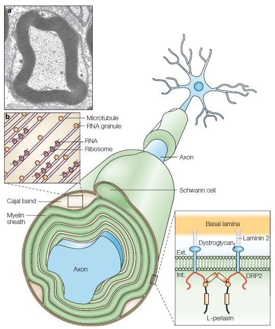 A mielin hüvely kialakulása mielin bázikus fehérje szintézis a