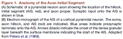 Az axon kezdeti (iniciális) szakasza (AIS) gerincesekben, nem mielinizált, 10-60 mm hosszú membránszakasz plazmamembrán alatti denz,